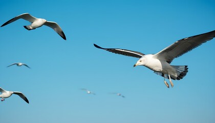 Fototapeta premium Group of seagulls flying in the blue sky, soaring freely.