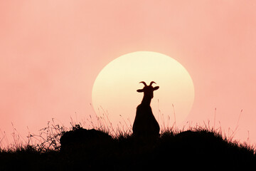 mountain goat on mountain rocks at sunset