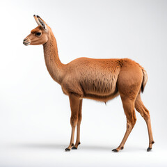 Obraz premium vicuna on white background