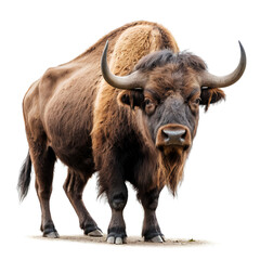 Fototapeta premium wisent on white background
