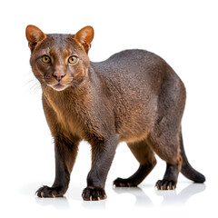 jaguarundi on white background