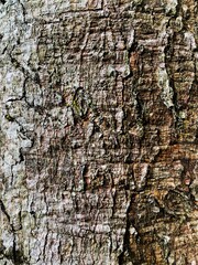 texture pattern formed by the rough bark of a tree