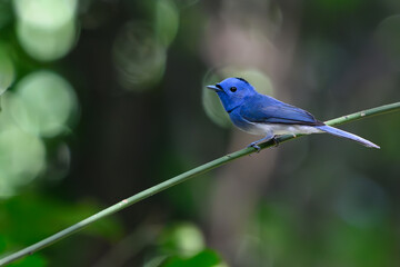 Black-naped Monarch bird