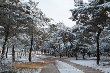 대한민국 전통의 건축물 한옥과 눈 쌓인 소나무에 상고대 함박눈이 어우러진 푸른 하늘의 하얀 겨울의 설경