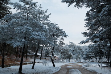 대한민국 전통의 건축물 한옥과 눈 쌓인 소나무에 상고대 함박눈이 어우러진 푸른 하늘의 하얀 겨울의 설경
