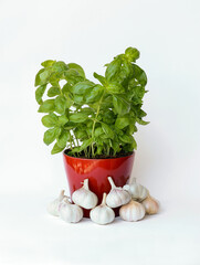 Fresh basil in a pot with garlics on white background.