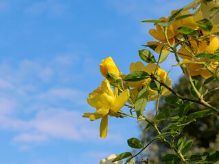 Yellow climbing roses on blue sky background.