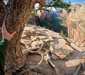 Resting against a tree on a high bluff (Angels Landing, Zion National Park, Utah, USA)