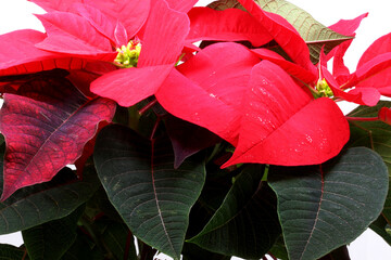 Poinsettia is the main indoor plant of winter