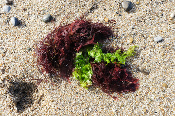 Des algues échouées sur une plage