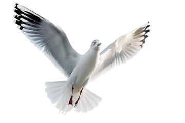 Obraz premium Soaring Seagull with Outstretched Wings Above the Sea Isolated on Transparent Background