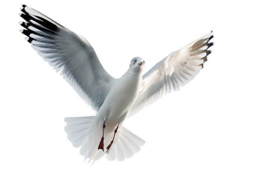 Soaring Seagull with Outstretched Wings Above the Sea Isolated on Transparent Background - Powered by Adobe