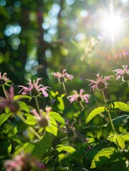Field of flowers with the sun shining on them. The sun is bright and the flowers are pink