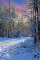 Snow-covered forest path with vibrant sky, creating a dramatic and serene winter landscape