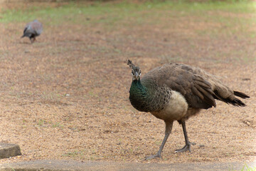 paon dans un parc en Afrique du Sud	