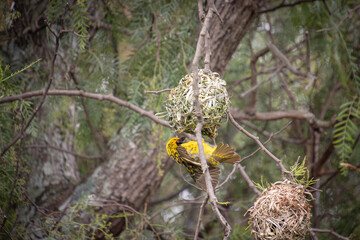 Afrique du Sud, tisserand en train de confectionner un nid