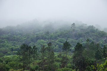 forêt tropicale dans le brouillard