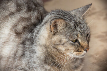 gros plan sur un chat tigr&eacute;