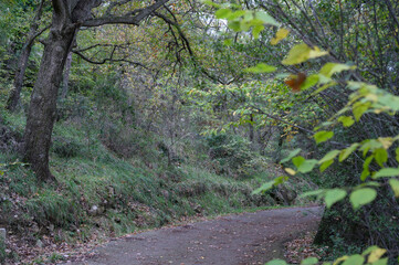Mediterranean forest in autumn 2