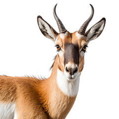 Fototapeta premium antelope isolated