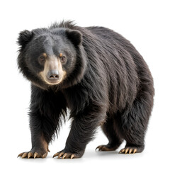 Fototapeta premium sloth bear on white background