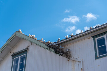 Seagulls nest on roof of house in village center and populate it. A i Lofoten in Lofoten district of Norway
