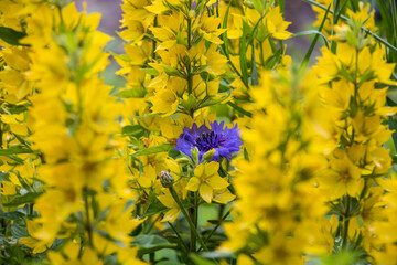Cornflower surrounded by yellow Lysimachia with selective focus on blue flower