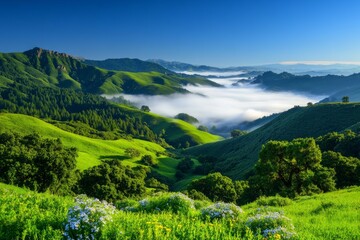 Fototapeta premium Rolling Green Hills with Morning Fog and Wildflowers Under Clear Blue Sky