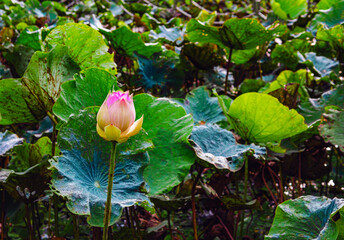 Bud Indian Lotus or waterlily and lotus leaf, bud lotus flower background