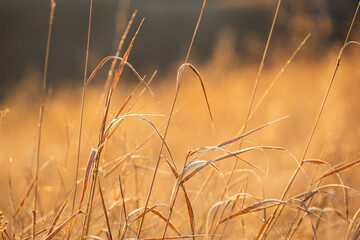 Fototapeta premium background with beige dried flower. dry grass in field in rays of sun