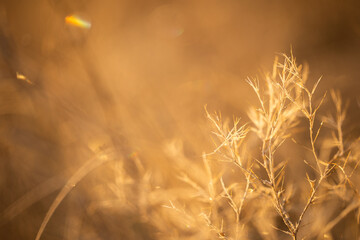 Fototapeta premium background with beige dried flower. dry grass in field in rays of sun