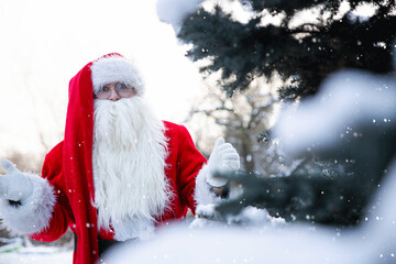 St. Nicholas Santa Claus for New Year and Christmas Holding Hands Aside with Space for Text on Christmas Tree in Red Brorod Santa Hat