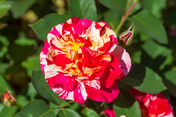 Rote Edelrose, Deutschland