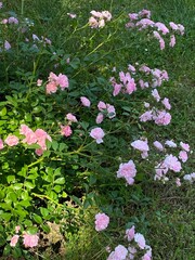 Blooming pink roses thriving in a lush green garden during summer afternoons