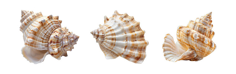Obraz premium Sea shell collection isolated on transparent background cutout png