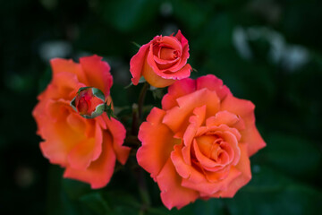 Red-orange rose flowers with inflorescences on a green background