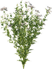 Flowers, Yellow Flower, Pink Flower. White Flower