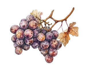 Illustration of fresh grapes with leaves, isolated on a white background.