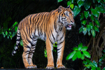 Tigers, wildlife conservation animals, near extinction