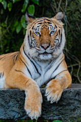 Tigers, wildlife conservation animals, near extinction