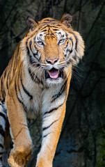 Tigers, wildlife conservation animals, near extinction