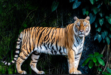 Tigers, wildlife conservation animals, near extinction