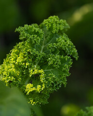 Kale leaf.