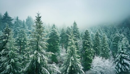 frosty pine trees dusted with snow in a mystical green forest