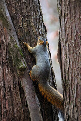 The fox squirrel (Sciurus niger), also known as the eastern fox squirrel or Bryant's fox squirrel. 