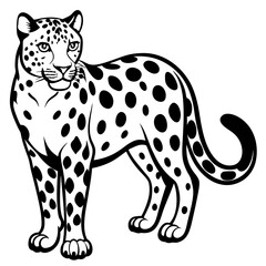 A stunning vector artwork of a majestic snow leopard, showcasing its fierce and wild nature, perfect for wildlife and carnivorous animal-themed designs.