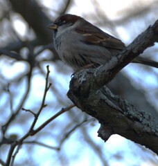 A sparrow is sitting on a tree in nature in autumn day.