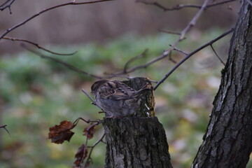 A sparrow is sitting on a tree in nature in autumn day.