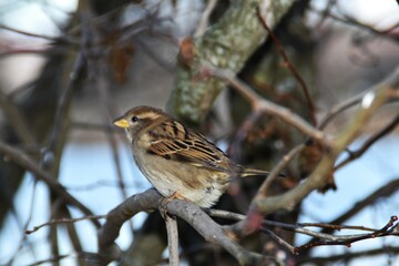 A sparrow is sitting on a tree in nature in autumn day.