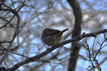 A sparrow is sitting on a tree in nature in autumn day.